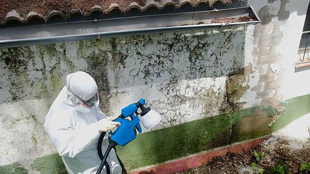 Trusted Attic Mold Removal service in Hudson, NC - Cheap Mold Removal